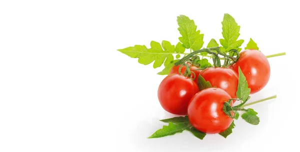 Tomaten — Stockfoto