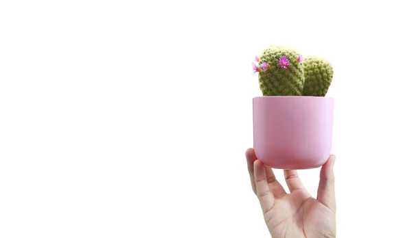 Mani umane che tengono il germoglio di cactus vegetale — Foto Stock