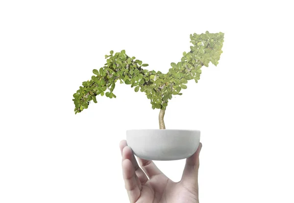 Potted green plant grows up in arrow shape in hand — Stock Photo, Image