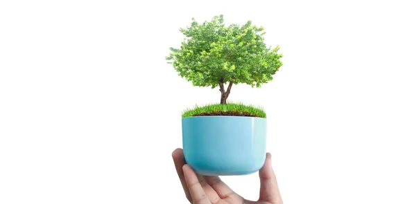 Menschliche Hände Die Junge Pflanzen Halten Umwelt Tag Der Erde — Stockfoto