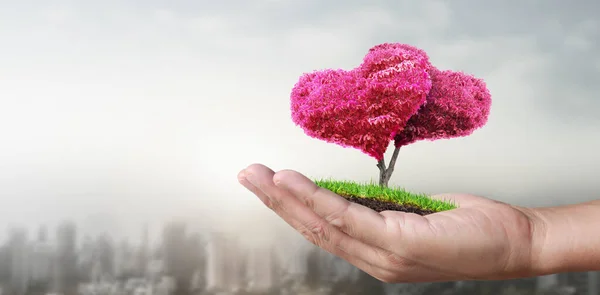 Mãos Humanas Segurando Broto Plantação Jovem Ambiente Dia Terra Nas — Fotografia de Stock