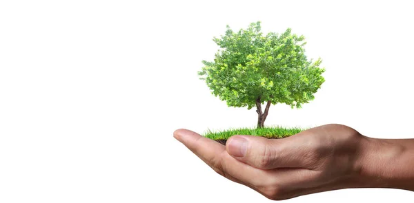 Tangan Manusia Memegang Tanaman Muda Hari Bumi Tangan Pohon Pohon — Stok Foto