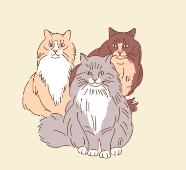 Portrait of a beautiful Siberian cats, drawn style vector design illustration  clipart