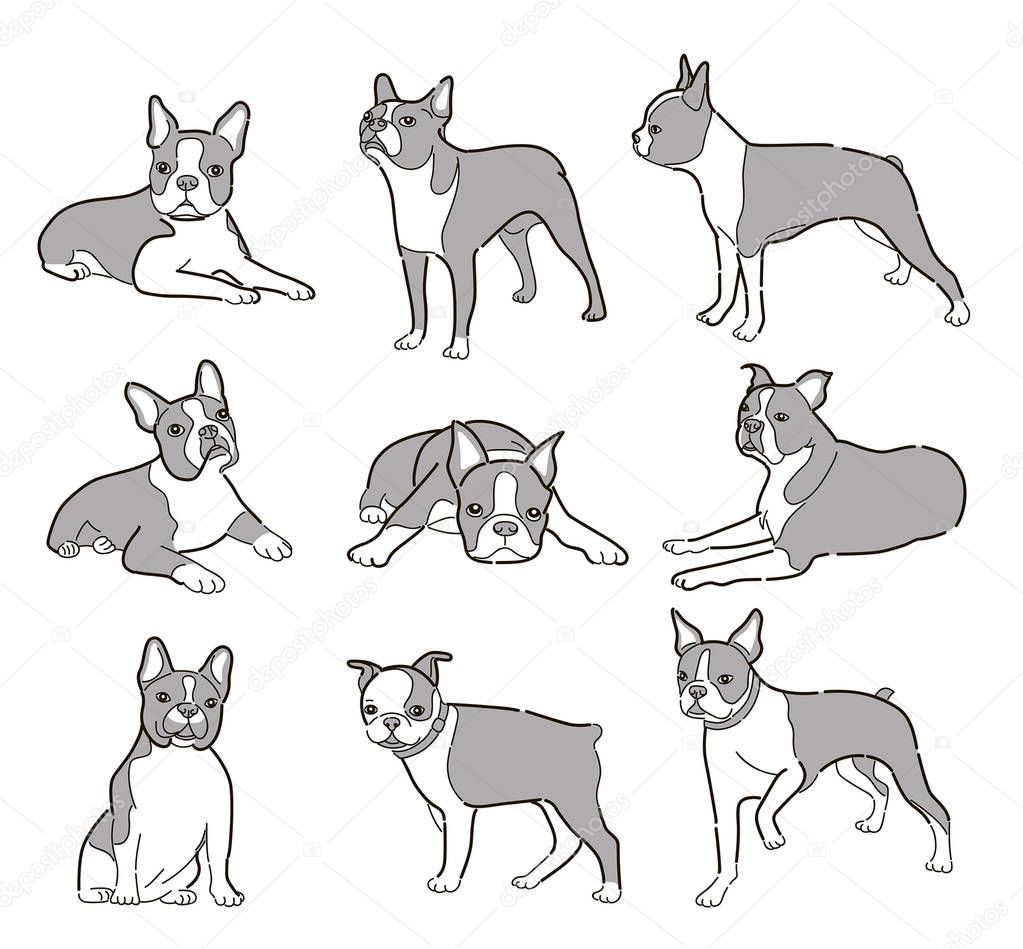 vector illustration of domestic dog Boston Terrier breed, icons set