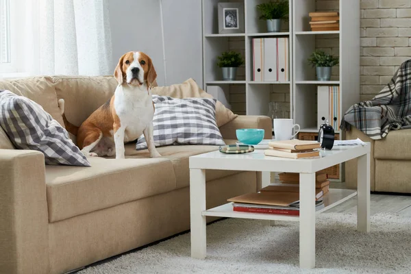 Calm fat Beagle dog sitting among pillows on old-fashioned comfortable sofa and looking at camera, coffee table and bookshelf in home room