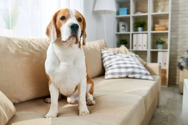 Portrait Purebred Beagle Dog Sitting Couch Modern Apartment Interior Looking — Stock Photo, Image