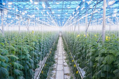 Salatalık plantasyon sera kopya alanı modern sanayi grubunun içinde görünümünü geniş açı