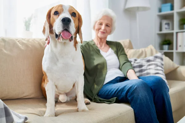 Fat Old Beagle Dog Sticking Out Tongue Sitting Owner Sofa — Stock Photo, Image