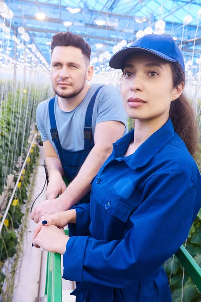 Retrato Dos Trabajadores Plantación Llevando Cajas Con Rica Cosecha Invernadero — Foto de Stock