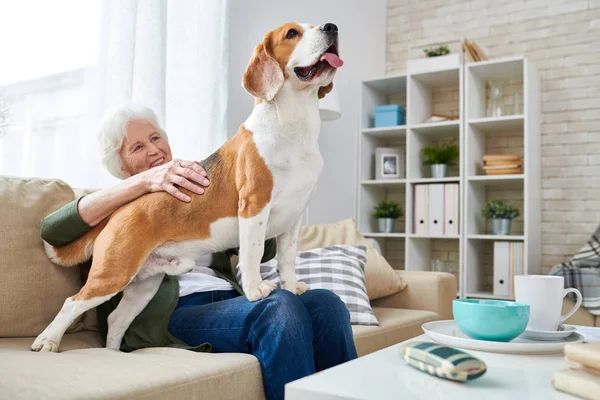 Modern Apartman Kényelmes Fotelben Ülve Simogatta Gyönyörű Beagle Kutya Állandó — Stock Fotó