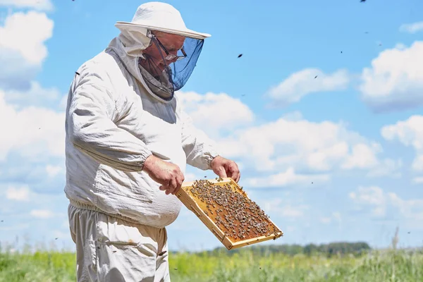 Kant Weergave Portret Van Volwassen Imker Korf Frame Met Bijen — Stockfoto