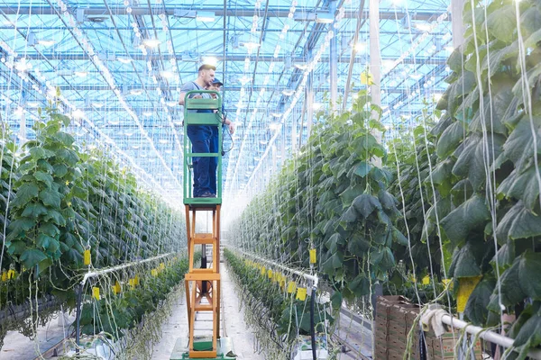 Широкоугольный Портрет Двух Рабочих Осматривающих Овощные Растения Стоящие Механической Лестнице — стоковое фото