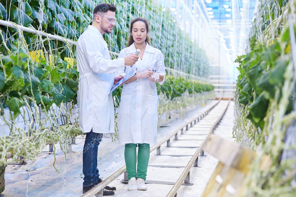 Full length  portrait of two modern scientists studying selection of vegetables in greenhouse of agricultural plantation