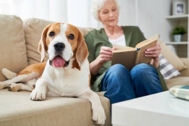 Yapışkanlık dışarı ile mutlu sevimli şişman Beagle köpek dil kameraya bakarak ve rahat kanepe evde okuma üst düzey sahibi yakın yalan