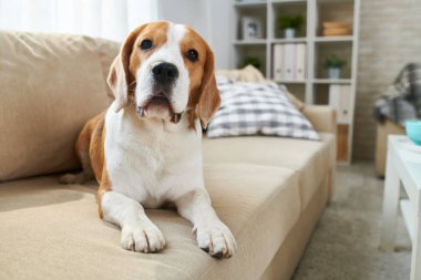 Yalan rahat kanepe ve oturma odasında kamera bakıyor zeki eski Beagle köpek sakin