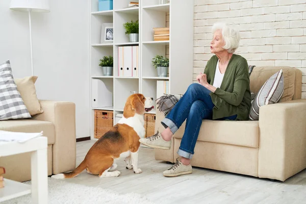现代公寓内饰优雅高级女子与宠物狗坐在舒适的扶手椅上的全长肖像 — 图库照片