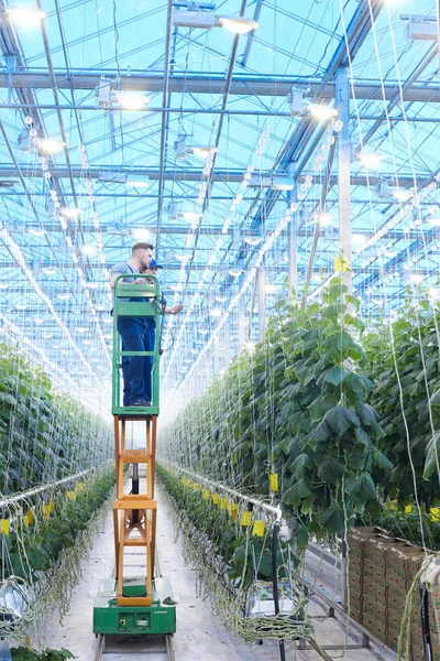 Широкоугольный Портрет Двух Рабочих Плантации Осматривающих Овощные Растения Стоящие Механической — стоковое фото