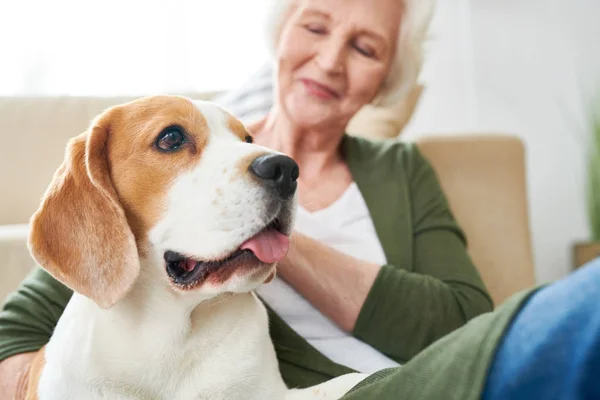 Portrait Gorgeous Purebred Beagle Dog Enjoying Rubs His Senior Owner — Stock Photo, Image