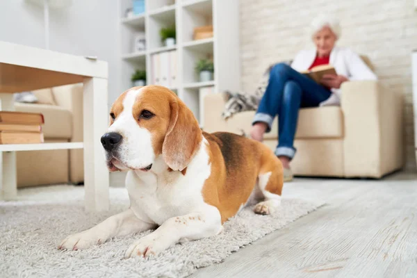 Trauriger Alter Beagle Hund Auf Teppich Liegend Und Gerade Blickend — Stockfoto
