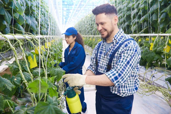 Retrato Dos Trabajadores Plantaciones Modernas Pulverizar Plantas Tratamiento Mientras Cuida — Foto de Stock