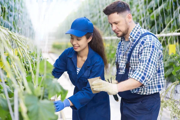 Retrato Dos Trabajadores Plantaciones Modernas Que Cuidan Las Verduras Invernadero — Foto de Stock
