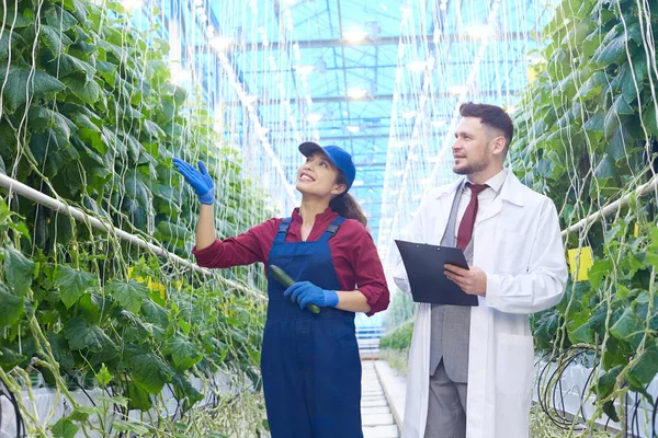 Retrato Trabajadora Alegre Que Presenta Cosecha Rica Del Pepino Supervisor — Foto de Stock