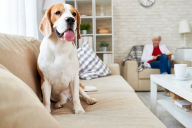 Muhteşem beagle köpek ile kadın kıdemli okuma kitabı ön planda oturma odasında kanepede oturan dışarı dil ile tam uzunlukta portresi