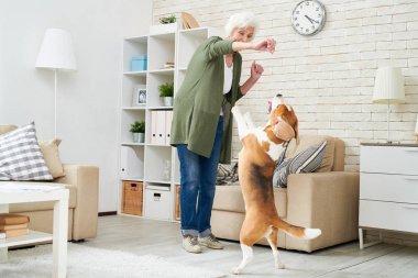 Neşeli kendinden geçmiş modern kadın kıdemli köpekler tutan casual giyim eğitim Beagle köpek vasıl ev tedavi, arka ayakları reklam gıda soran üzerinde duran evde beslenen hayvan