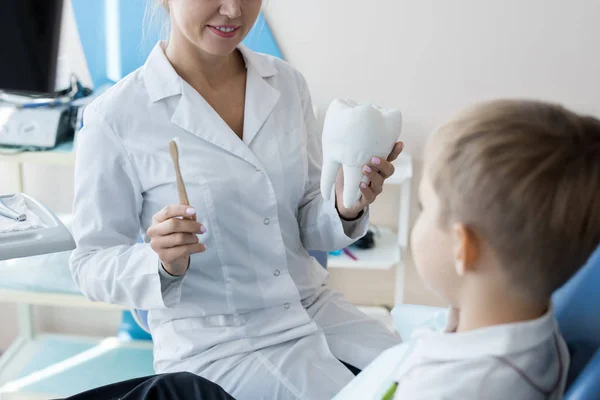 Mid Section Portrait Female Dentist Holding Toothbrush Tooth Model Explaining — Stock Photo, Image