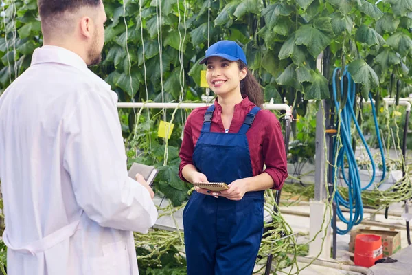 Retrato Trabajadora Alegre Hablando Con Supervisor Huerta Con Plantas Pepino — Foto de Stock