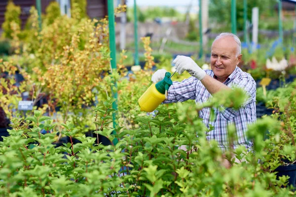 Retrato Homem Sênior Cabelos Brancos Trabalhando Plantas Tratamento Pulverização Jardim — Fotografia de Stock