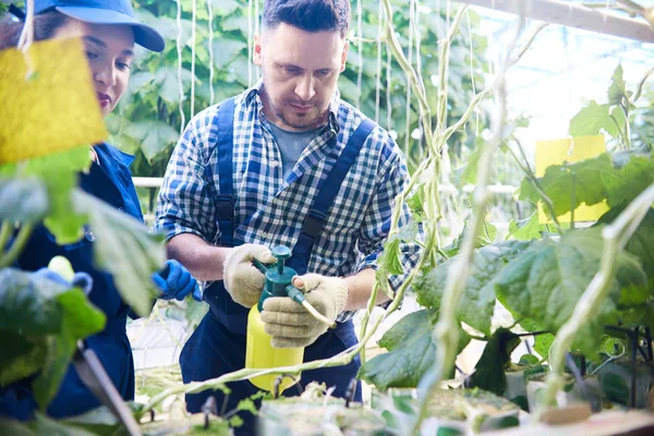 Retrato Dos Trabajadores Plantaciones Modernas Que Cuidan Verduras Plantas Tratamiento — Foto de Stock