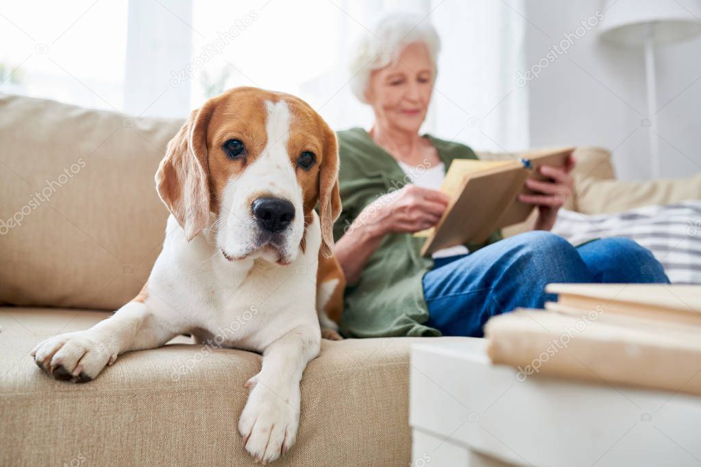 Calm faithful Beagle dog lying near senior owner on comfortable sofa and looking at camera, concentrated granny reading book