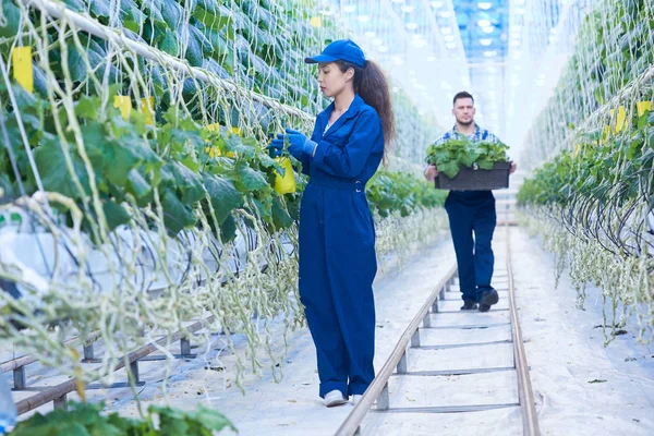 Retrato Completo Dos Personas Ocupadas Trabajando Invernadero Plantación Vegetal Moderna — Foto de Stock