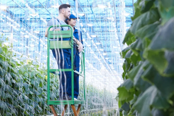 Полнометражный Портрет Двух Рабочих Плантации Осматривающих Овощные Растения Теплице Современной — стоковое фото
