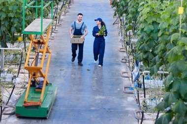 Zengin hasat sera modern çiftlik, kopya alanı yataklarda arasında yürüyüş ile kutuları taşıyan bir çiftlikte iki işçi tam uzunlukta portresi