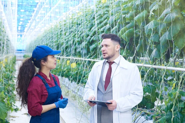 Cintura Hacia Arriba Retrato Guapo Científico Agricultura Hablando Con Joven — Foto de Stock