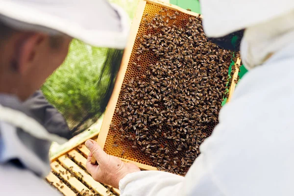 Close Van Twee Onherkenbaar Imkers Korf Frame Gevuld Met Honing — Stockfoto