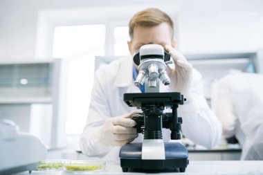 Mikroskop ayakta beyaz laboratuar ve mikrobiyolog masasında altında yeşil sebzeler üzerinde okuyan erkek bilim adamı arka plan bulanık