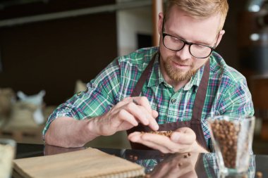 Modern barista holding avuç taze kahve çekirdekleri gülümseyen ve esnaf roastery, kopya alanı içinde kızartma kalitesini kontrol portresi