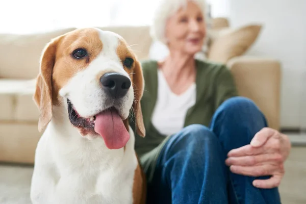 Portrait Gorgeous Purebred Beagle Dog Sitting His Senior Owner Floor — Stock Photo, Image