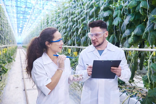 Retrato Cintura Arriba Dos Científicos Modernos Que Estudian Selección Verduras — Foto de Stock