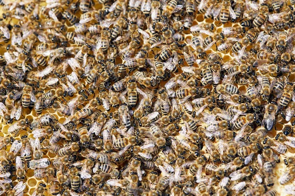 Arrière Plan Essaim Abeilles Mellifères Sur Nid Ruche Espace Copie — Photo