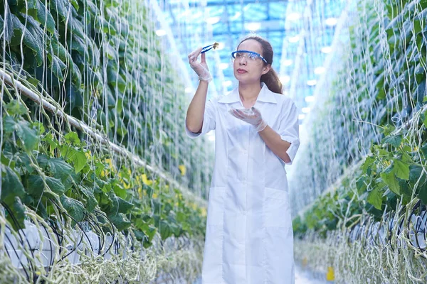 Retrato Una Joven Científica Comprobando Calidad Mientras Estudia Cría Invernadero — Foto de Stock