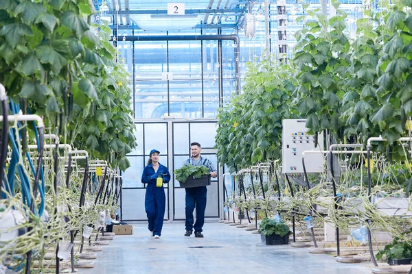 Retrato Completo Dos Trabajadores Plantaciones Modernas Caminando Entre Hileras Vegetales — Foto de Stock