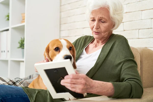 Depressive Traurige Seniorin Mit Grauen Haaren Streichelt Hund Auf Knien — Stockfoto