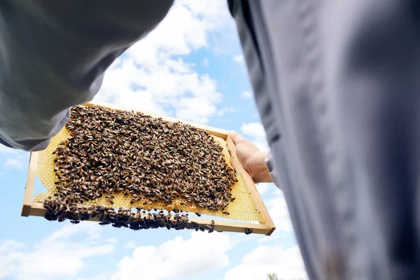 Lage Hoek Van Onherkenbaar Imker Korf Frame Vol Met Honing — Stockfoto