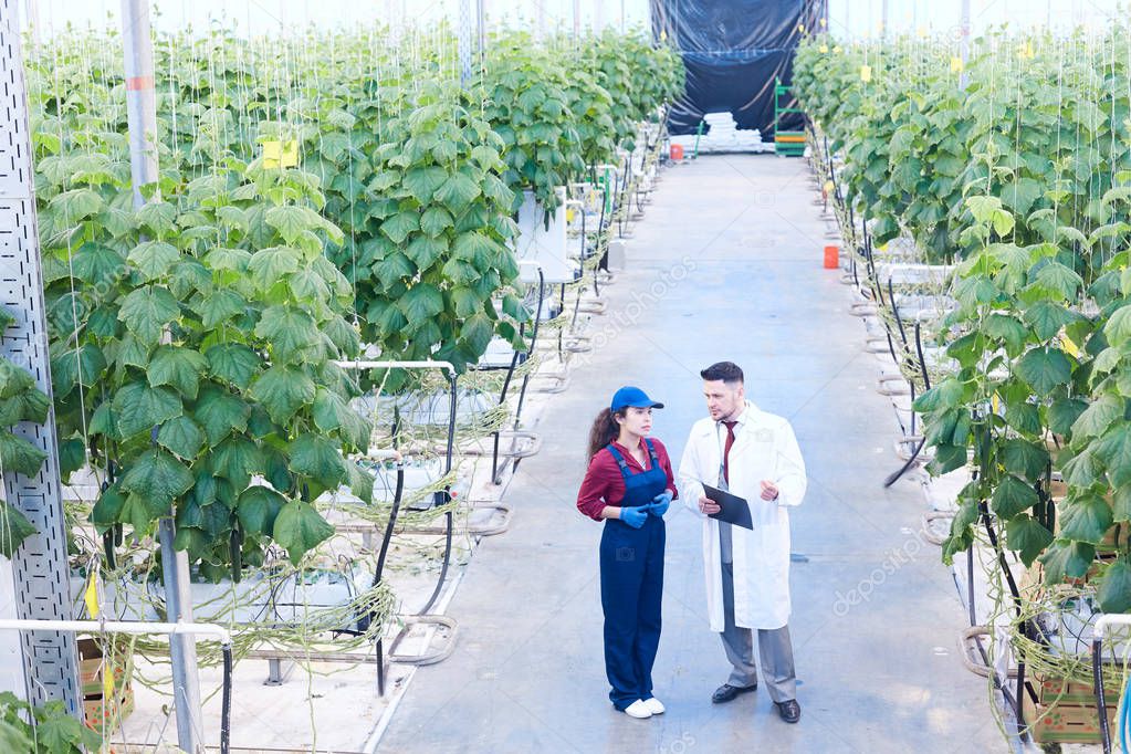 Full length portrait of chief supervisor talking to female worker in greenhouse of modern vegetable plantation