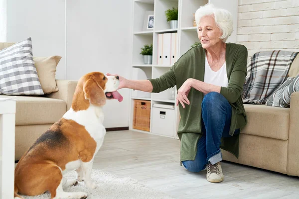 Full Length Portrait Elegant Senior Woman Talking Lovingly Gorgeous Pet — Stock Photo, Image