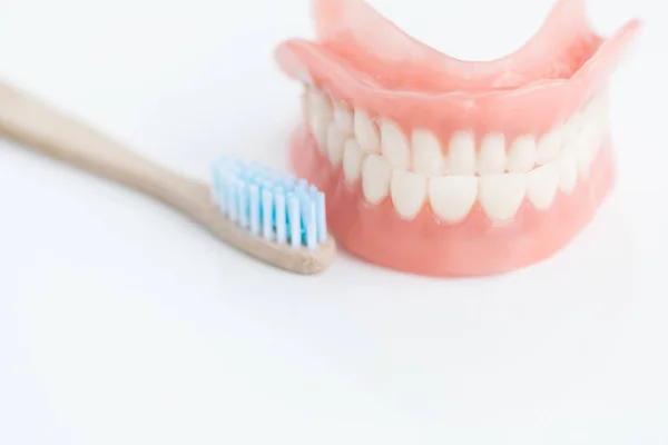 Diş Fırçası Diş Modeli Diş Hekimleri Ofis Kopya Alanı Beyaz — Stok fotoğraf